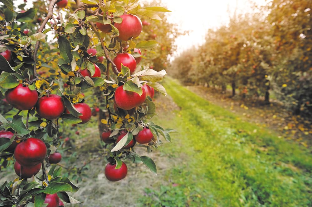 Organic Apples vs. Regular Apples - Does it really matter? - Wake